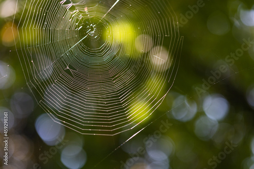 Spider s Web on a green blurry background