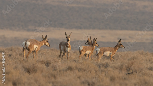 pronghorn  antelope