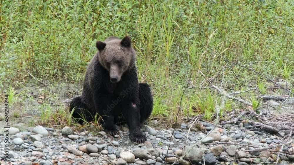 Grizzly bear sitting on gravel riverbank has injury to left front leg