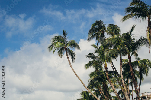 palm trees against blue sky