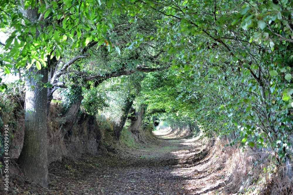 Fototapeta premium Beautiful path in the nature in Brittany France