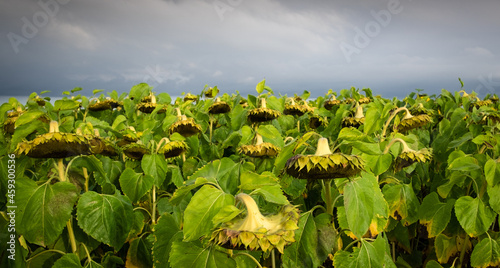 Schilderij op canvas sunflowers in a field
