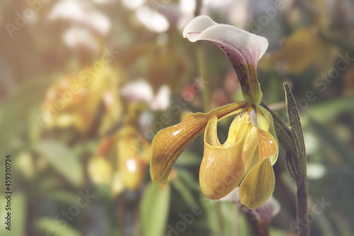 Blooming Paphiopedilum gratrixianum, Lady's Slipper Orchid Flower on Blurred Greenery Natural Background photo
