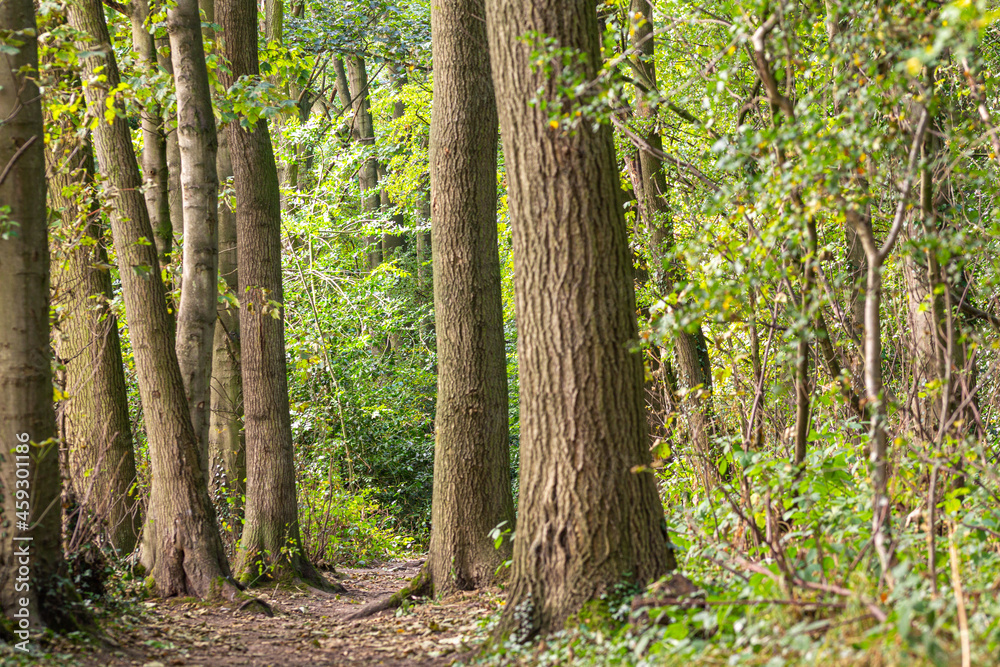 a walk down the forest path on a sunny afternoon - stock photo.jpg a walk down the forest path on a sunny afternoon - stock photo.jpg