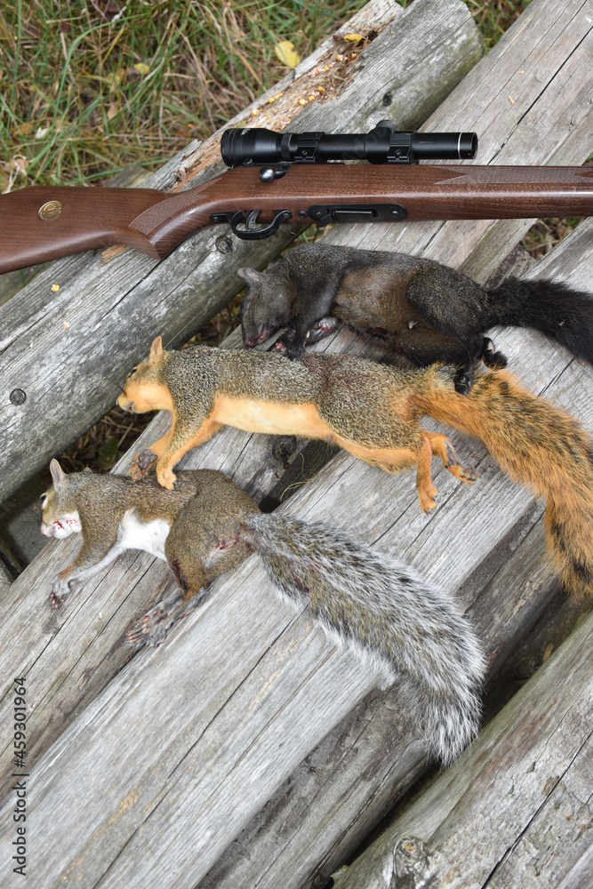 A trio of squirrels and the rifle used to take them. A trio of squirrels and the rifle used to take them.