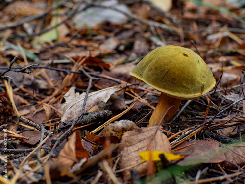 Autumn forest mushroom. Xerocomus fungus. Beautuful fungi. Xerocomus chrysenteron. Xerocomus subtomentosus