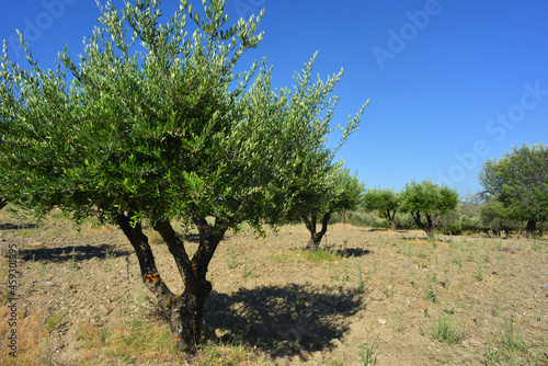 Olive trees on a plantation in Rhodes Island, Greece