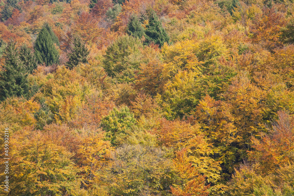 foliage inside an Italian forest at fall