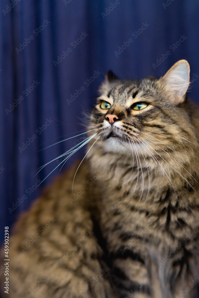 Beautiful tabby domestic cat sits at home, squints, blue background. Cute adorable cat