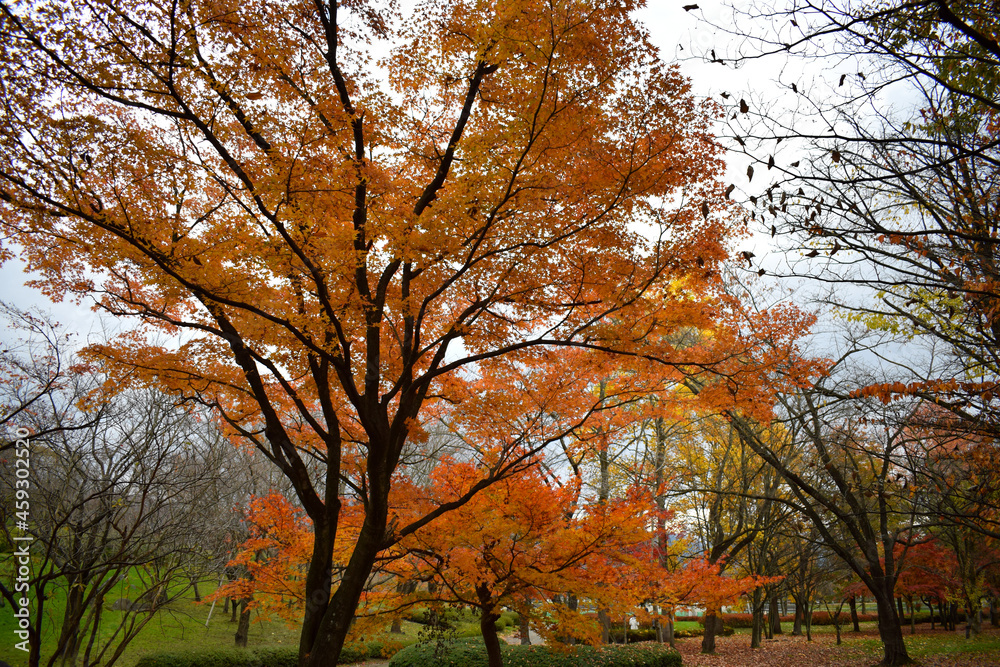 The colors of the trees in autumn