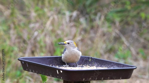 Beautiful Golden Fronted Woodpecker jumps, enjoys seeds and flies away from forest feeder, slow motion photo