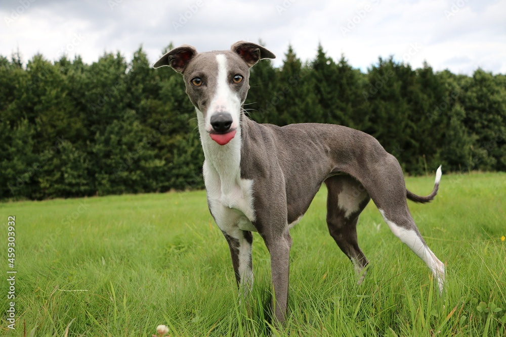 beautiful whippet is standing in the park