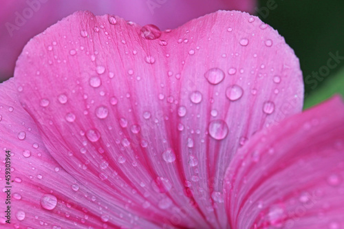 Raindrops on a geranium flower 