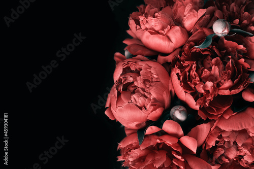 Fototapeta Naklejka Na Ścianę i Meble -  Surreal peonies bouquet on black background, soft focus. Dark Spring or summer floral background. Festive flowers concept