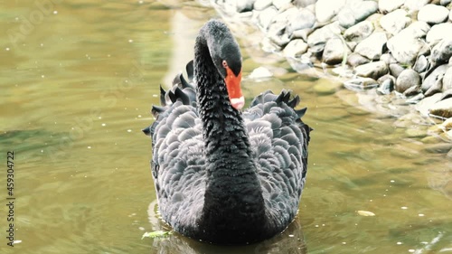 Close-up footage of black swan on the lake.
