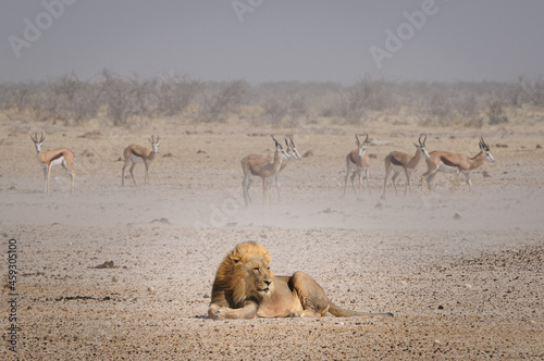 Lion lying down being watched by herbivores
