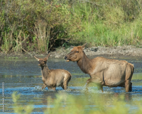 Cow and calf Elk © David McGowen