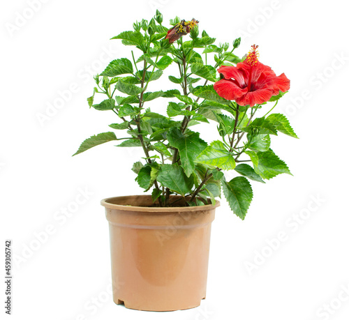 Fototapeta Naklejka Na Ścianę i Meble -  Hibiscus-Red flower plant