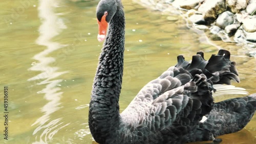 Close-up footage of black swan on the lake.