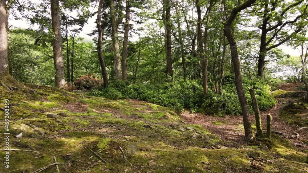Nature Landscape With Deciduous Trees, Moss On Ground, Green Grass And Bushes - Summer Or Spring Wood In Lake District, United Kingdom - drone shot Nature Landscape With Deciduous Trees, Moss On Ground, Green Grass And Bushes - Summer Or Spring Wood In Lake District, United Kingdom - drone shot