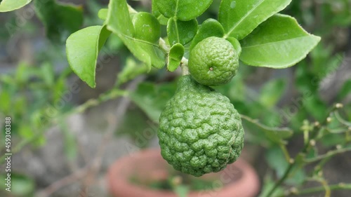 Citrus hystrix, called the kaffir lime, makrut lime, Thai lime or Mauritius papeda, is a citrus fruit native to tropical Southeast Asia and southern China photo