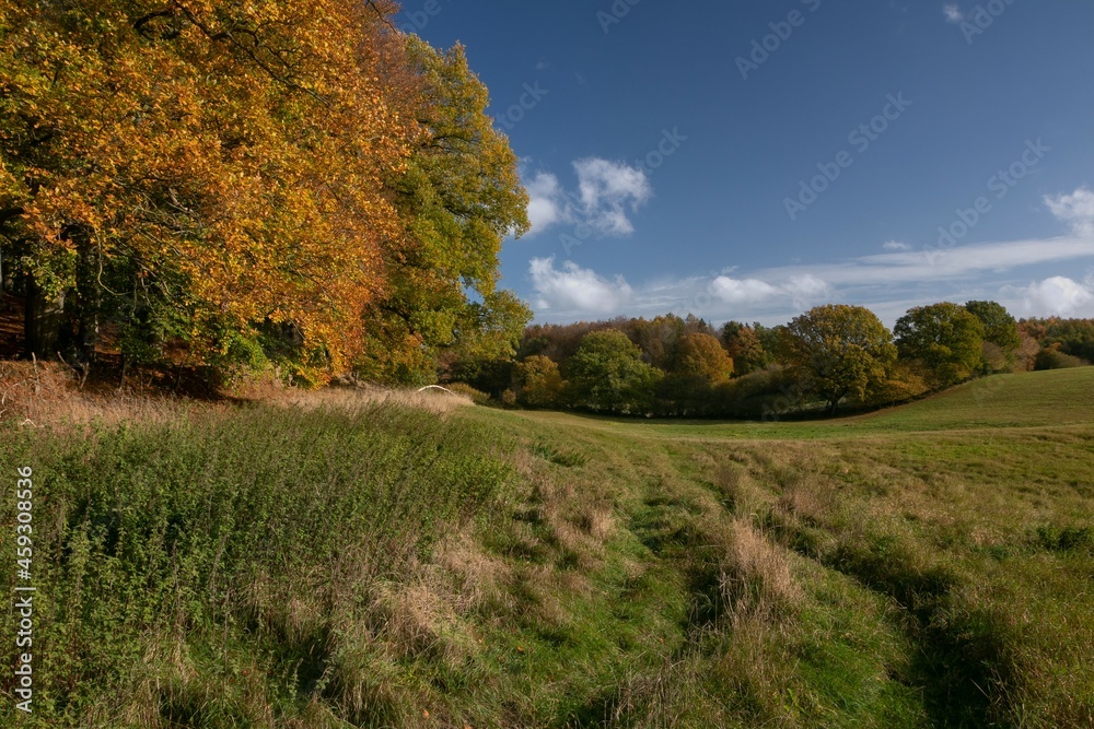 field scene in fall.
