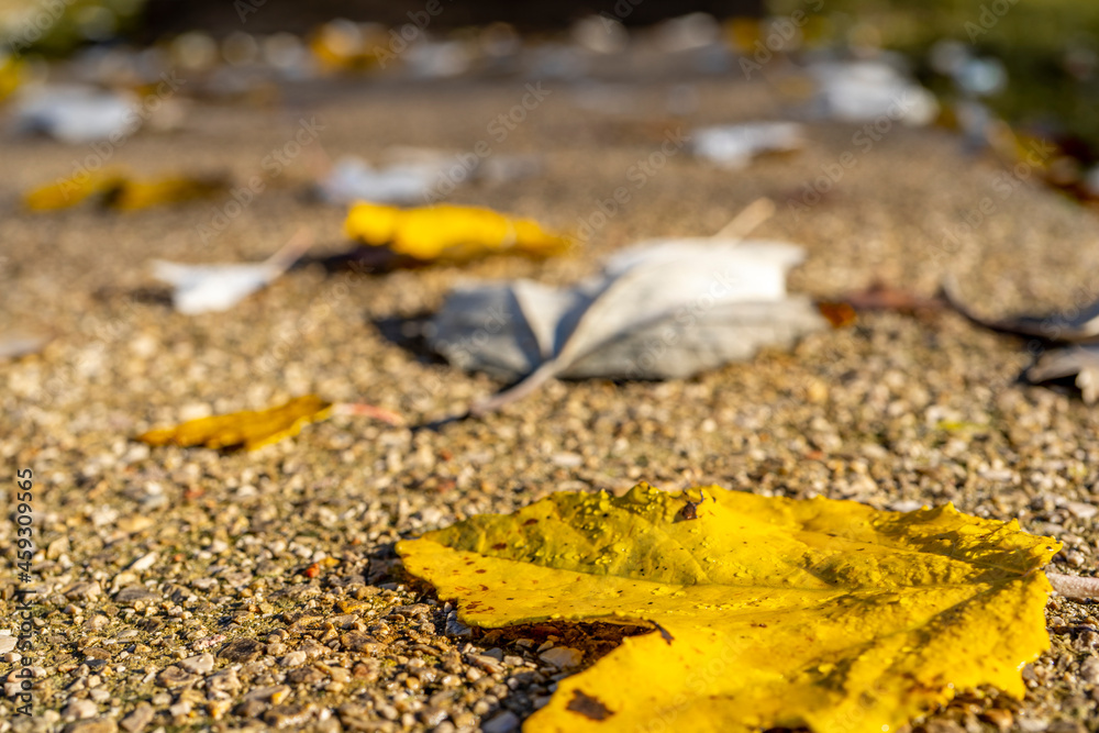 Autumn background with yellow leaves and rain drops Autumn background with yellow leaves and rain drops