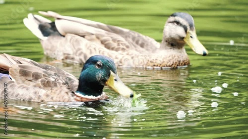 Close-up footage of duck on the lake.