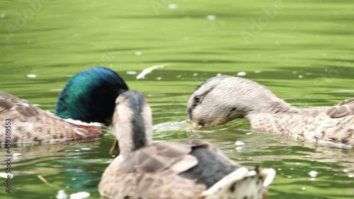 Close-up footage of duck on the lake.
