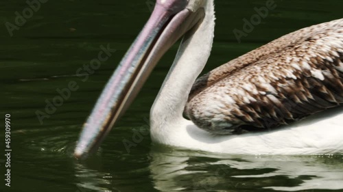 Close-up footage of pelican on the lake.
