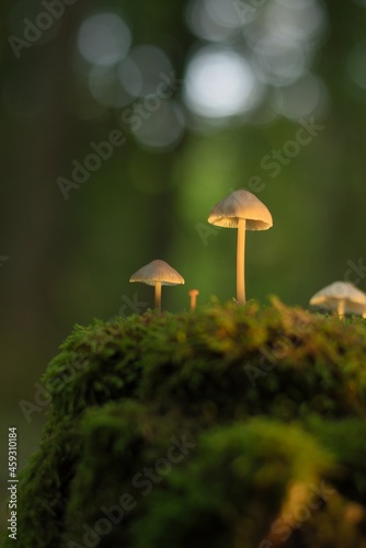 Glowing mushrooms in the forest, close-up, Autumn