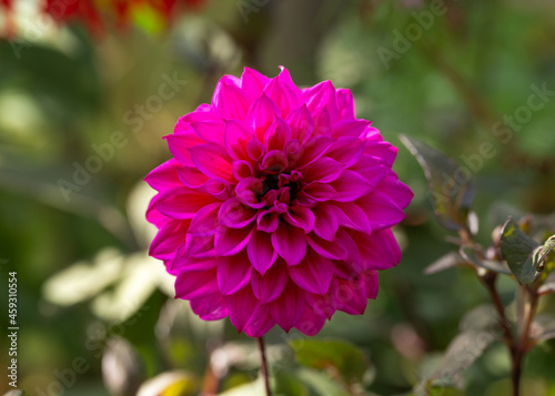 Dahlia Thomas A. Edison flower in summer cottage garden