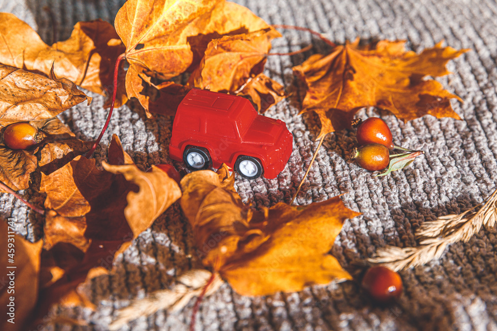 Naklejka premium Autumnal Background. Red toy car and dried orange fall maple leaves on grey knitted sweater. Thanksgiving banner copy space. Hygge mood cold weather delivery concept. Hello Autumn travel.
