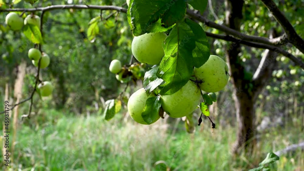 Branch with apples in the wind . Fruit hanging on a tree. Garden apples. Harvest . Prolific trees. Apple saved. The branch sways in the wind. High quality 4k footage Branch with apples in the wind . Fruit hanging on a tree. Garden apples. Harvest . Prolific trees. Apple saved. The branch sways in the wind. High quality 4k footage