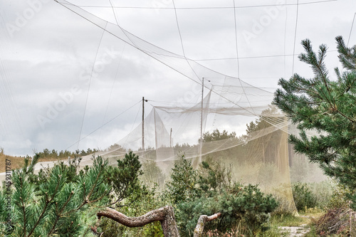 Mesh funnel as trap for birds. Biological station for banding of birds and studying its migration photo