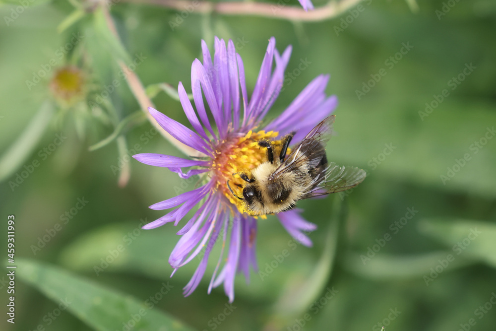 Bumblebee on purple marsh flower collecting pollen and nectar in late afternoon sun Bumblebee on purple marsh flower collecting pollen and nectar in late afternoon sun