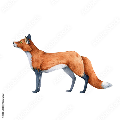 Fox animal watercolor illustration. Wild cute red stending fox. Wildlife furry animal with red fur and black paws. Adorable foxy mammal single element. Isolated on white background photo