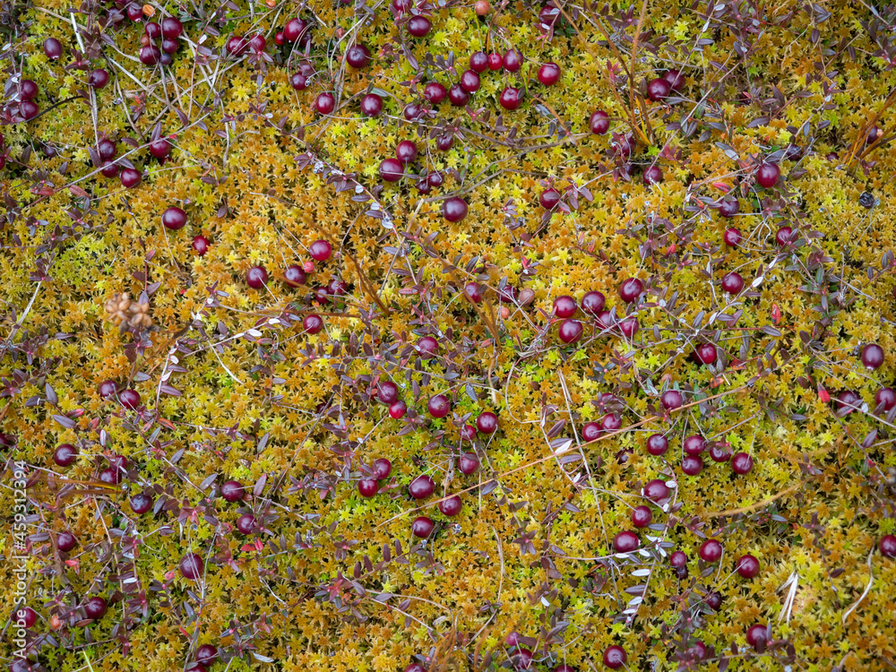 Ripe red cranberries in the swamp in autumn Ripe red cranberries in the swamp in autumn