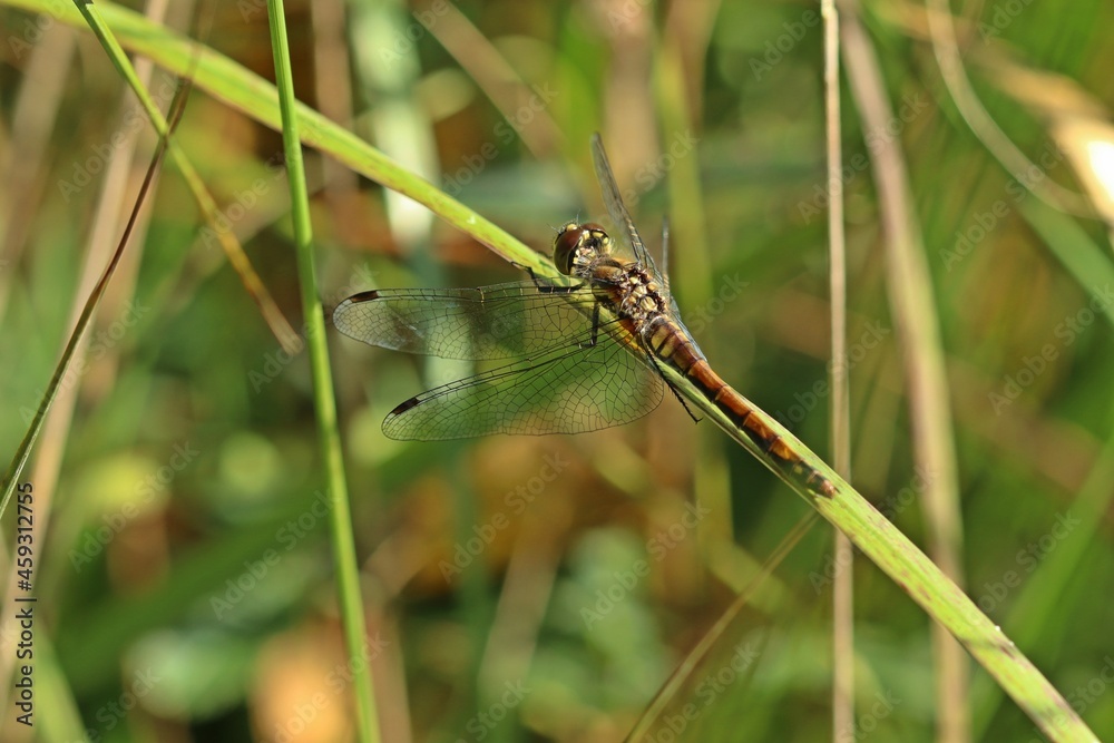 Weibliche Schwarze Heidelibelle (Sympetrum danae). Weibliche Schwarze Heidelibelle (Sympetrum danae).