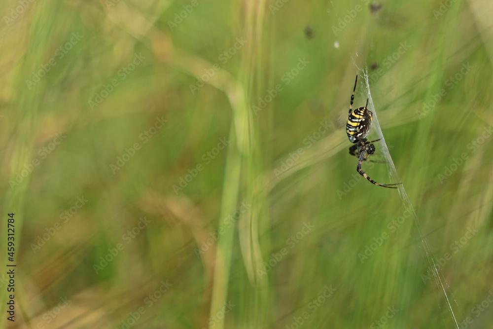 Wespenspinne (Argiope bruennichi). Wespenspinne (Argiope bruennichi).