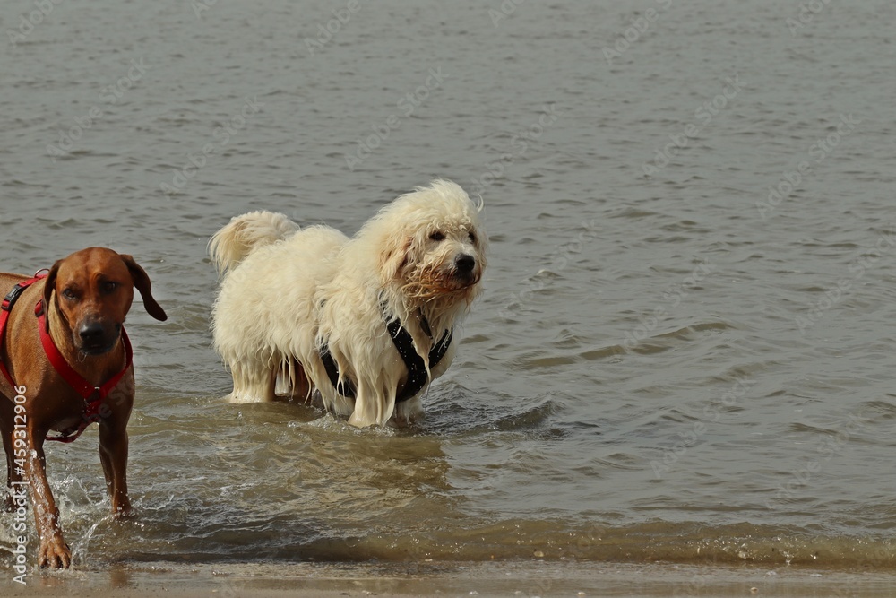 Goldendoodle und Rhodesian Ridgeback spielen in der Nordsee Goldendoodle und Rhodesian Ridgeback spielen in der Nordsee