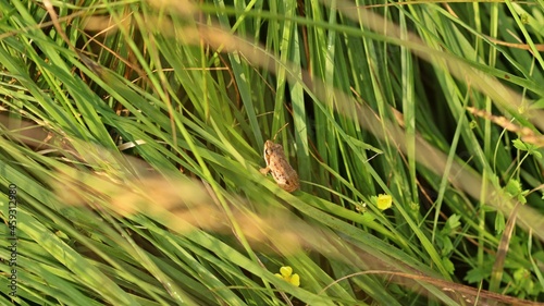 Junger Braunfrosch im Hochmoor