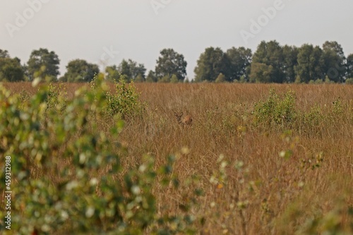 Reh (Capreolus capreolus) im Hochmoor.