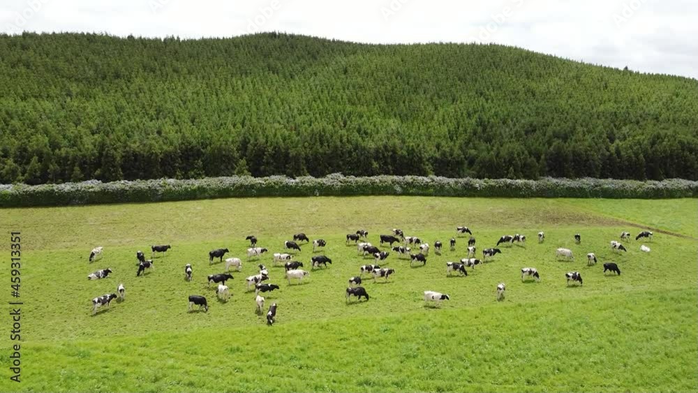 cows in the green
meadow