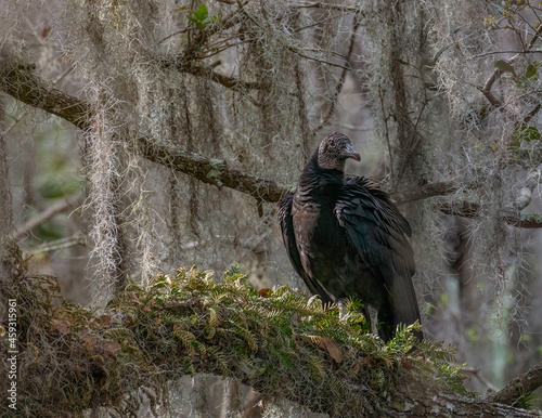Vulture on a branch with hanging moss 