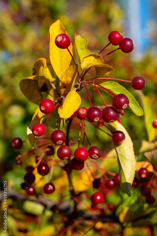 A closeup of red grape berries against leafs in the autumn colors.