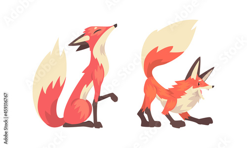 Fox Animal with Upright Ears, Pointed Snout and Long Bushy Tail in Different Poses Vector Set