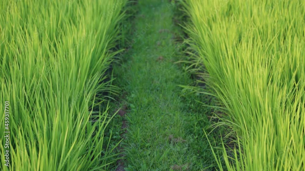 Large rice field in rural Japan, Tilt Reveal over ready to harvest field Large rice field in rural Japan, Tilt Reveal over ready to harvest field