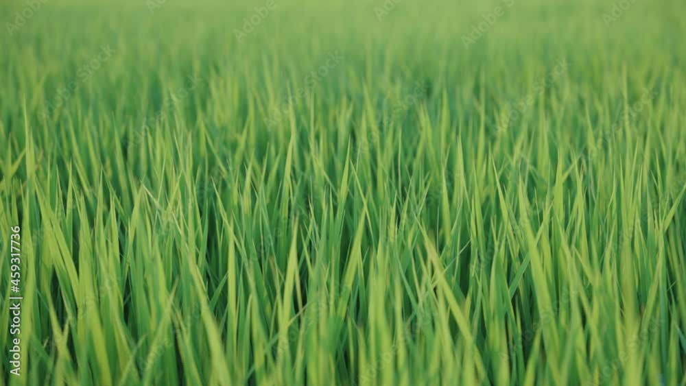 Tall rice field, warm scene with breeze blowing through grass Tall rice field, warm scene with breeze blowing through grass