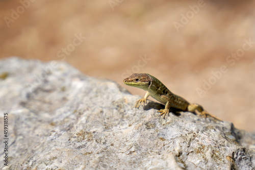Horvath's rock lizard (Iberolacerta horvathi) on a rock on the island of Krk in Croatia photo